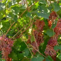 فروش-مناسب-باغ-صادراتی-درسرچم-میاندوآب
