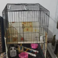 قفس عروس هلندی  با مخلفات داخل آن