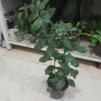 گل آپارتمانی با قیمت مناسب|گل و گیاه طبیعی|بیرجند, |دیوار