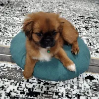 توله سگ دوماه واکسن زده شناسنامه دارد نر هستبرا