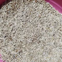 فروش جودیم بذری