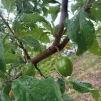 باغ در شربیان|فروش خانه و ویلا|مهربان, |دیوار