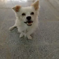 سگ پامر گمشده|حیوانات|اسلام‌شهر, شهرک امام حسین (میان آباد)|دیوار