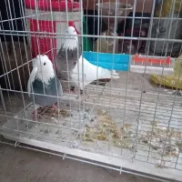 چند جفت کبوتر طوقی