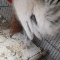 مرغ و خروس سبرایت