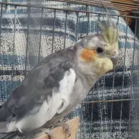 طوطی عروس هلندی