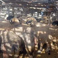 25راس میش داشتی صحرایی