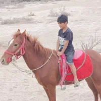 اسب ماده آرام مخصوص سوار کاری|اسب و تجهیزات اسبسواری|شمیل, |دیوار