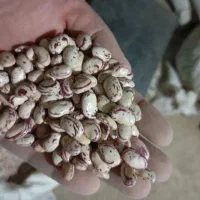 لوبیا چیتی درشت|حراج|نهاوند, |دیوار