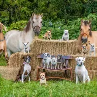 پانسیون نگهداری از حیوانات خانگی