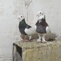 نر و ماده طوقی