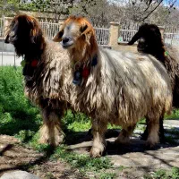 ۹راس میش ابستن