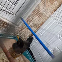 مرغ مینا فروش و معاوضه