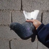 زاغ دم سفید پشتار سیاه