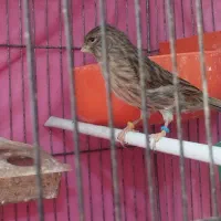 قناری|پرنده|اهواز, کمپلو شمالی|دیوار