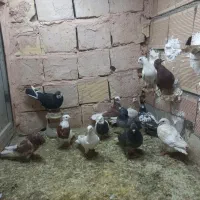 کبوتر پرشی بیرونی