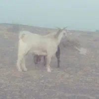 تروشت چاق وسرحال