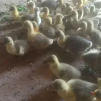 جوجه غاز|حیوانات مزرعه|همدان, |دیوار
