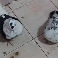 سه تا کبوتر گرویی سال|پرنده|رشت, کوی حسینی|دیوار