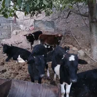 گوساله|حیوانات مزرعه|رودبار, |دیوار