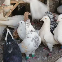 یه کله تهرانی درجه یک