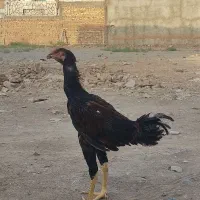جوجه لاری 6ماهه