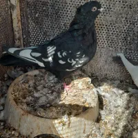 کفتر|پرنده|شیراز, دلجو|دیوار