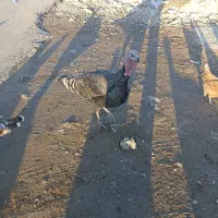 تعدادی بوقلمون فروشی