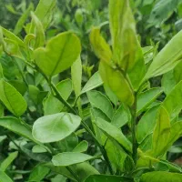 فروش کاه گندم تعداد   ۵۰  عدد