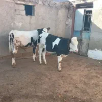 پنج راس گوساله نر سیمینتال 350