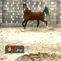اسب بسیار سالم خوشتیپ 6دنگ کامل