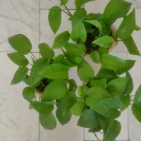 گل و گیاه