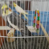 جفت عروس هلندی سرحال و بازیگوش دستی