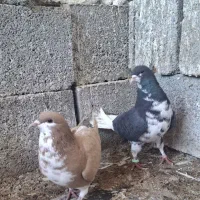 کبوتر،شهری ،یالی،قره سبز، پلاکی