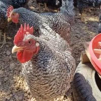 خروس امروک|حیوانات مزرعه|شیراز, شهرک والفجر|دیوار