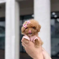 سگ توله توی پودل poodle هلوی اپریکات ۲ ماه
