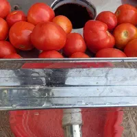 گوجه محلی زنجان به همراه آبگیری درمحل شما عزیزان|خوردنی و آشامیدنی|ماهدشت, |دیوار