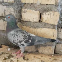 یجفت کبوتر پلاکی ماده و نر اصفهانی یا کاشونی|پرنده|اصفهان, عاشق‌آباد|دیوار
