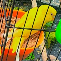 مرغ عشق|پرنده|اهواز, زیتون کارمندی|دیوار