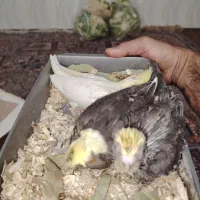 جوجه عروس هلندی