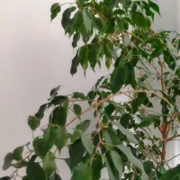 گل و گیاه طبیعی|گل و گیاه طبیعی|تهران, تهرانپارس شرقی|دیوار