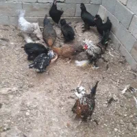 مرغ و خروس برهما مرندی و سلطان