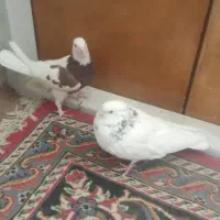 طوقی|پرنده|خمینی‌شهر, |دیوار