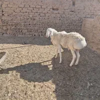 بره نر مناسب تخم یا کشتار
