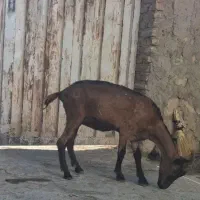 دو تا بز الپاین خالص