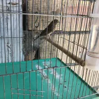 سینه سرخ قناری