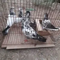 مرغ و خروس و کبوتر