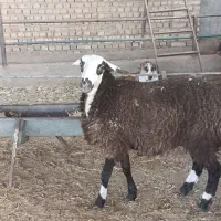 بره ماده