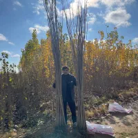 صنوبر نیگرا ۲ الی ۳ متر 33هزار