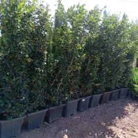 انواع سرو‌کاج گل آریا نهال نازگل قزوین